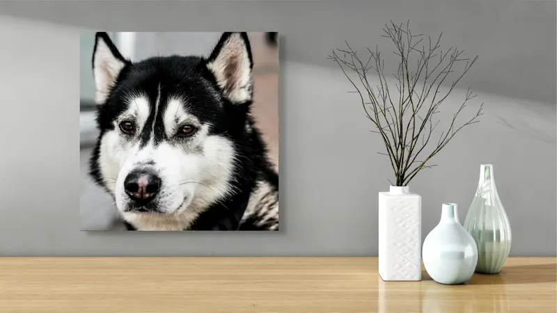 Tablou Canvas, "Husky atent privind în zare", Câine, Husky, Blană, Alb, Negru, Urechi, Curiozitate, Privire, Nas, Guler, 50 x 50 cm – poza 3