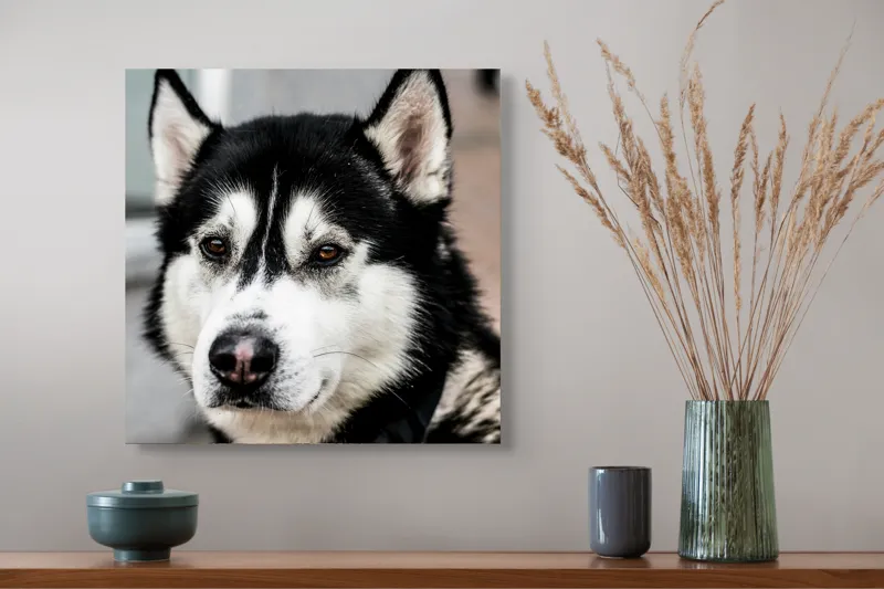 Tablou Canvas, "Husky atent privind în zare", Câine, Husky, Blană, Alb, Negru, Urechi, Curiozitate, Privire, Nas, Guler, 50 x 50 cm – poza 4