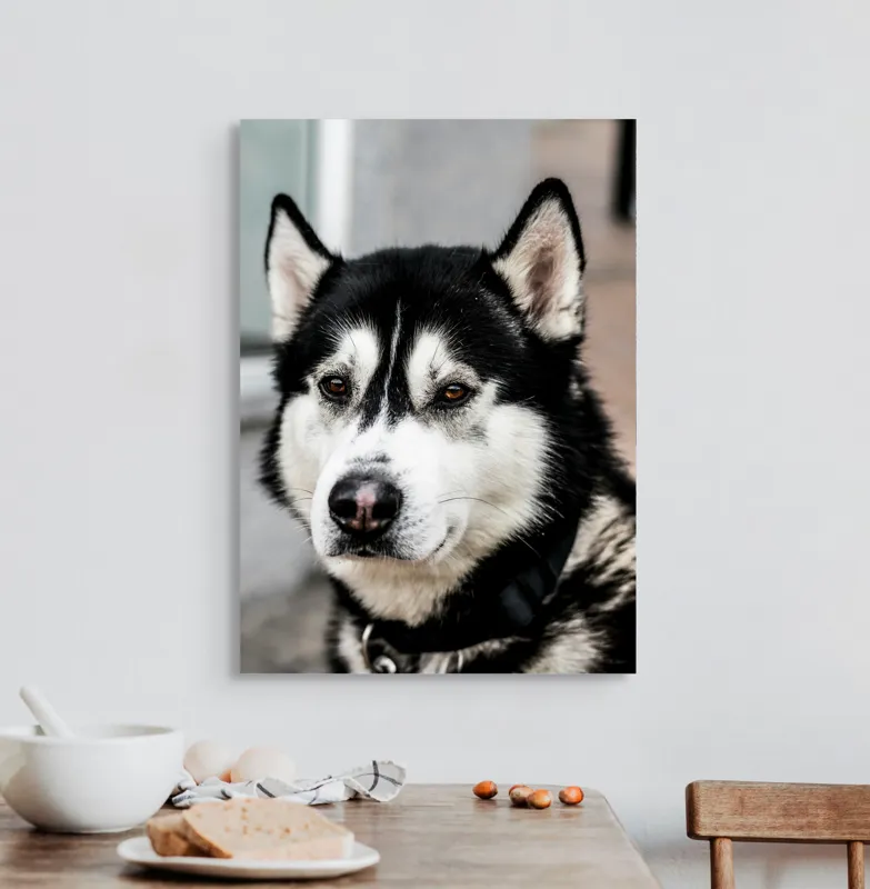 Tablou Canvas, "Husky atent privind în zare", Câine, Husky, Blană, Alb, Negru, Urechi, Curiozitate, Privire, Nas, Guler, 50 x 70 cm – poza 3