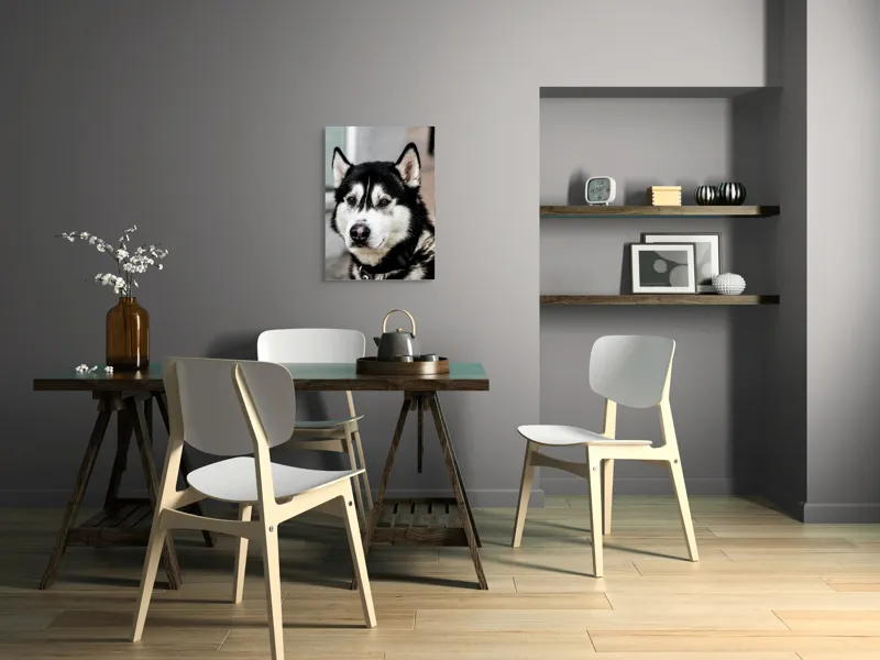 Tablou Canvas, "Husky atent privind în zare", Câine, Husky, Blană, Alb, Negru, Urechi, Curiozitate, Privire, Nas, Guler, 50 x 70 cm – poza 5