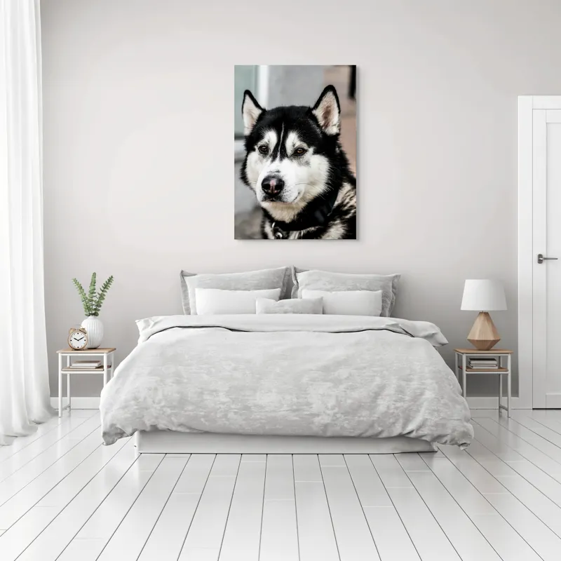 Tablou Canvas, "Husky atent privind în zare", Câine, Husky, Blană, Alb, Negru, Urechi, Curiozitate, Privire, Nas, Guler, 70 x 100 cm – poza 3