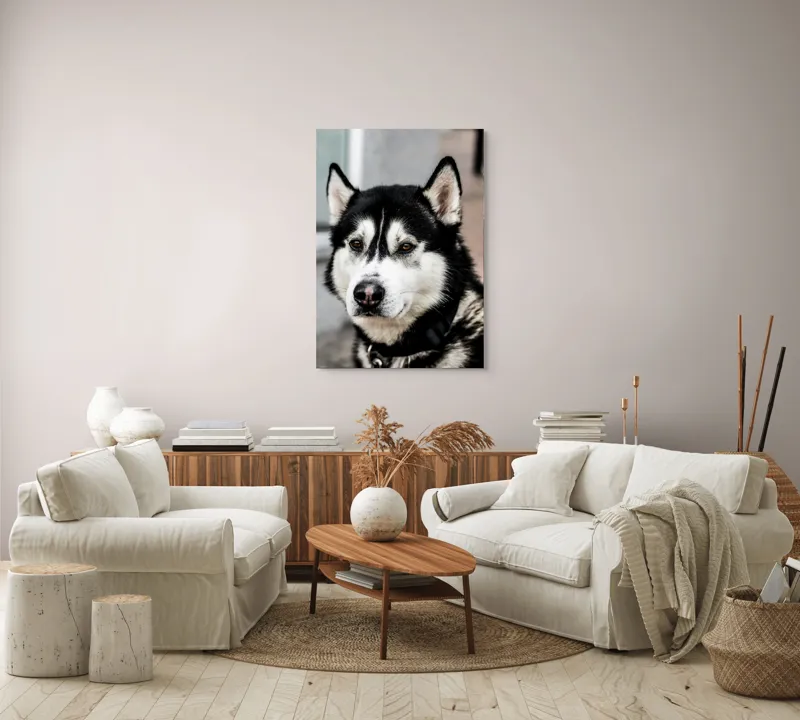 Tablou Canvas, "Husky atent privind în zare", Câine, Husky, Blană, Alb, Negru, Urechi, Curiozitate, Privire, Nas, Guler, 70 x 100 cm – poza 4