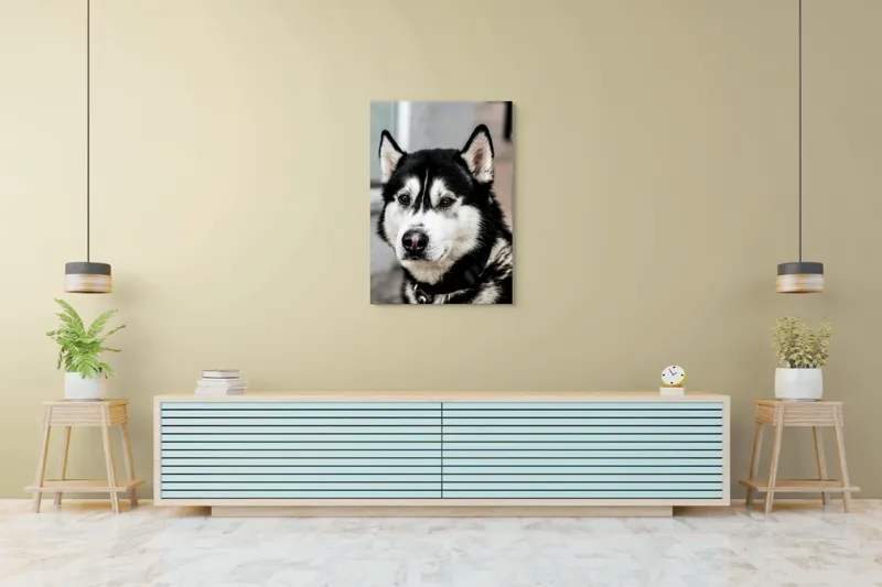 Tablou Canvas, "Husky atent privind în zare", Câine, Husky, Blană, Alb, Negru, Urechi, Curiozitate, Privire, Nas, Guler, 70 x 100 cm – poza 5