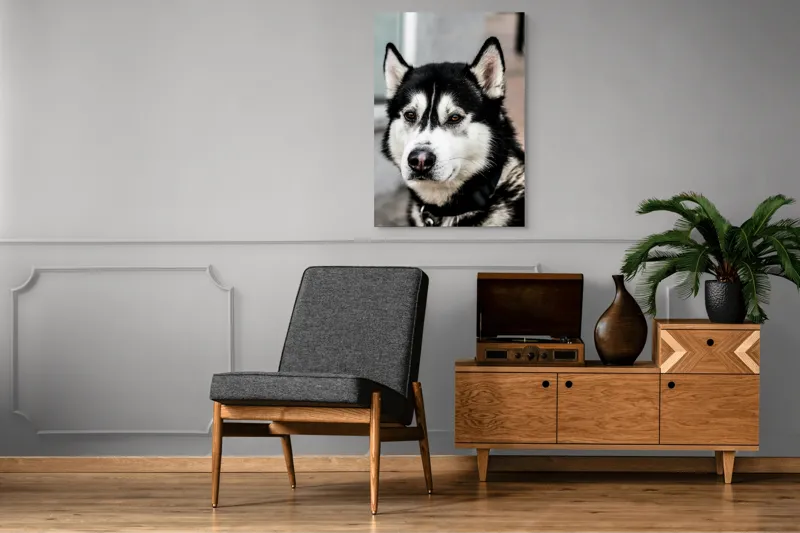 Tablou Canvas, "Husky atent privind în zare", Câine, Husky, Blană, Alb, Negru, Urechi, Curiozitate, Privire, Nas, Guler, 70 x 100 cm – poza 6