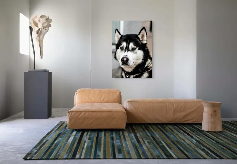 Tablou Canvas, "Husky atent privind în zare", Câine, Husky, Blană, Alb, Negru, Urechi, Curiozitate, Privire, Nas, Guler, 70 x 100 cm – poza 7