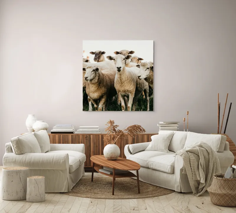 Tablou Canvas, "Oile adunate în zori liniștite", Oi, Turmă, Iarbă, Blană, Apropiere, Natură, Calm, Verde, Pășune, Animale, 100 x 100 cm – poza 3