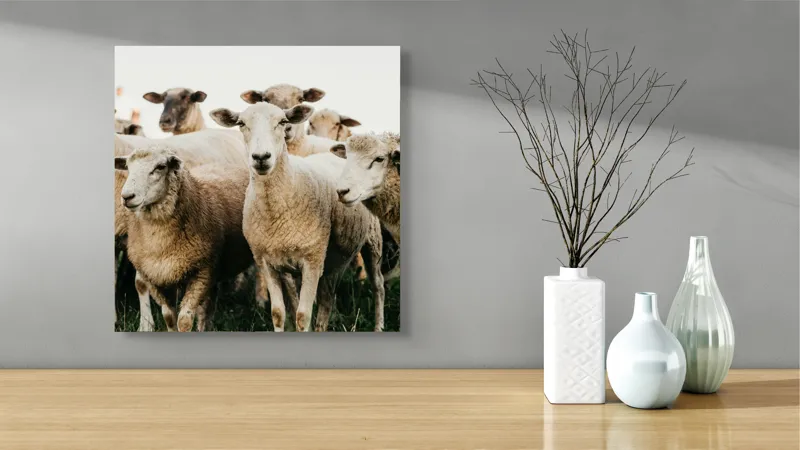 Tablou Canvas, "Oile adunate în zori liniștite", Oi, Turmă, Iarbă, Blană, Apropiere, Natură, Calm, Verde, Pășune, Animale, 50 x 50 cm – poza 3