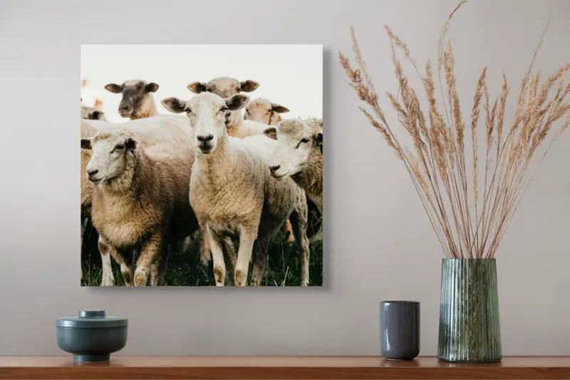 Tablou Canvas, "Oile adunate în zori liniștite", Oi, Turmă, Iarbă, Blană, Apropiere, Natură, Calm, Verde, Pășune, Animale, 50 x 50 cm – poza 4