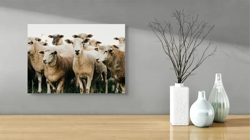 Tablou Canvas, "Oile adunate în zori liniștite", Oi, Turmă, Iarbă, Blană, Apropiere, Natură, Calm, Verde, Pășune, Animale, 54 x 39 cm – poza 3