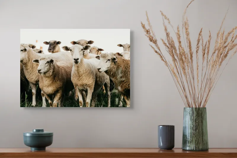 Tablou Canvas, "Oile adunate în zori liniștite", Oi, Turmă, Iarbă, Blană, Apropiere, Natură, Calm, Verde, Pășune, Animale, 54 x 39 cm – poza 4