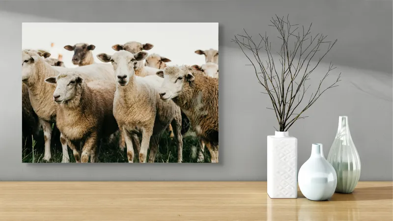 Tablou Canvas, "Oile adunate în zori liniștite", Oi, Turmă, Iarbă, Blană, Apropiere, Natură, Calm, Verde, Pășune, Animale, 70 x 50 cm – poza 3