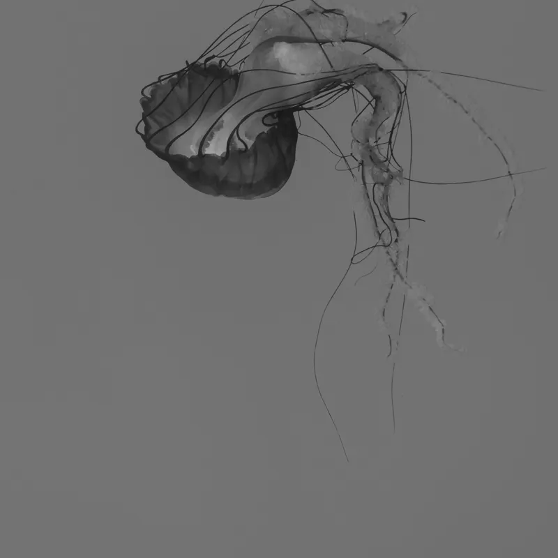 Tablou Canvas, "Dansul grațios al meduzei solitare", Mister, Grațiozitate, Singurătate, Eteric, Delicatețe, Contemplare, Siluetă, Eleganță, 100 x 100 cm – poza 2