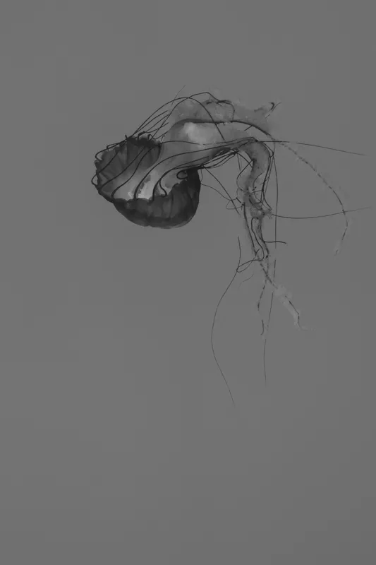 Tablou Canvas, "Dansul grațios al meduzei solitare", Mister, Grațiozitate, Singurătate, Eteric, Delicatețe, Contemplare, Siluetă, Eleganță, 26 x 39 cm – poza 2