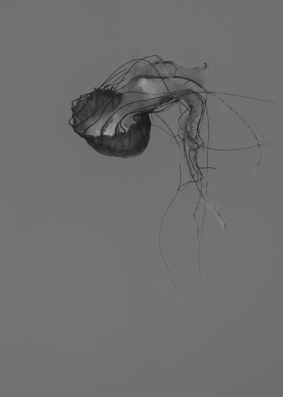 Tablou Canvas, "Dansul grațios al meduzei solitare", Mister, Grațiozitate, Singurătate, Eteric, Delicatețe, Contemplare, Siluetă, Eleganță, 50 x 70 cm – poza 2