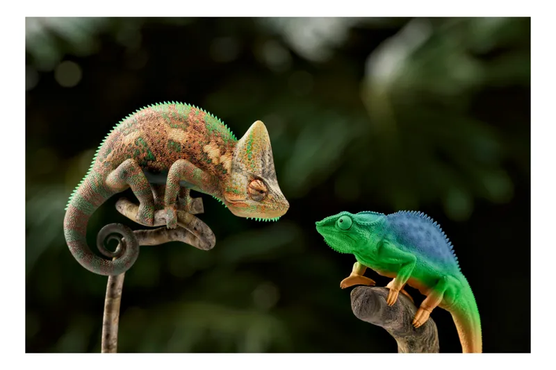 Tablou Canvas, "Cameleonii în dialog subtil cromatic", Chameleon, Encounter, Nature, Curious, Colors, Contrast, Interaction, Exotic, Reptiles, 50 x 50 cm