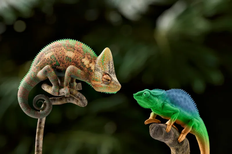 Tablou Canvas, "Cameleonii în dialog subtil cromatic", Chameleon, Encounter, Nature, Curious, Colors, Contrast, Interaction, Exotic, Reptiles, 39 x 26 cm – poza 2