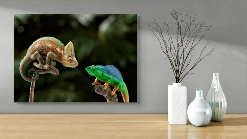 Tablou Canvas, "Cameleonii în dialog subtil cromatic", Chameleon, Encounter, Nature, Curious, Colors, Contrast, Interaction, Exotic, Reptiles, 70 x 50 cm – poza 3