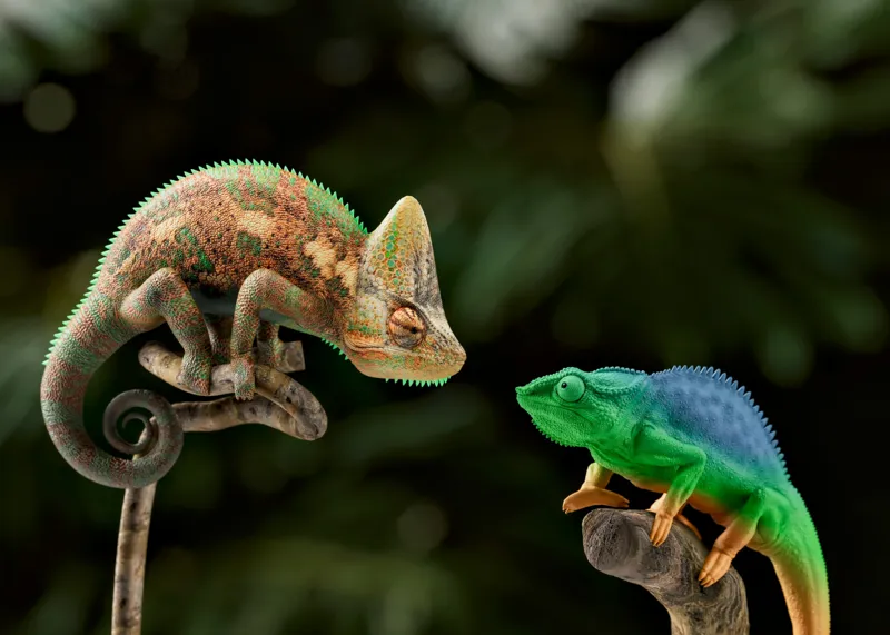 Tablou Canvas, "Cameleonii în dialog subtil cromatic", Chameleon, Encounter, Nature, Curious, Colors, Contrast, Interaction, Exotic, Reptiles, 70 x 50 cm – poza 2