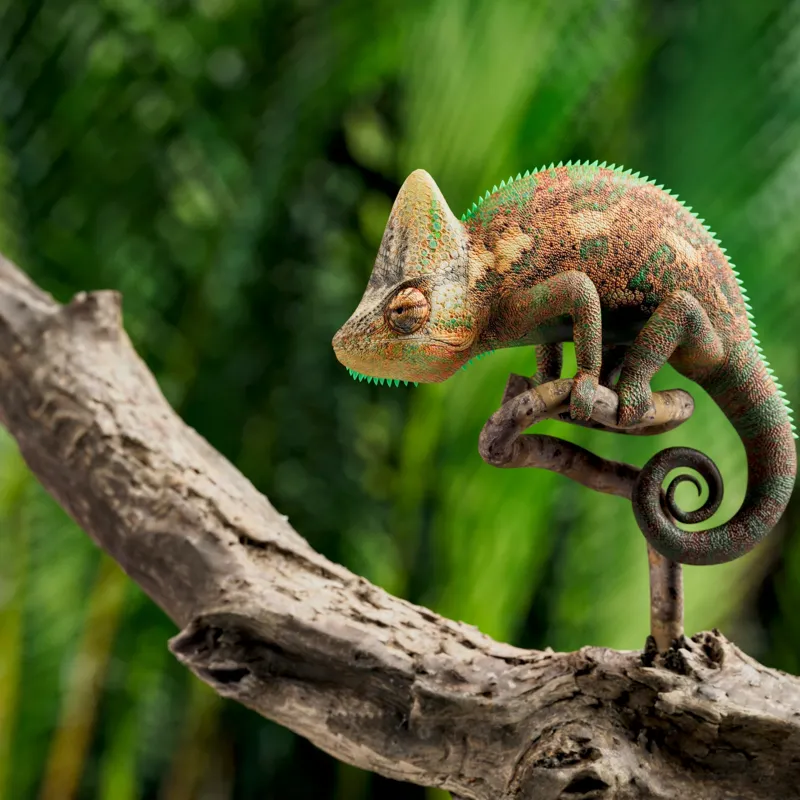 Tablou Canvas, "Cameleon odihnindu-se pe o creangă", Cameleon, Ramură, Verde, Textură, Natură, Piele, Ochi, Fundal, Frunze, Camuflaj, 100 x 100 cm – poza 2