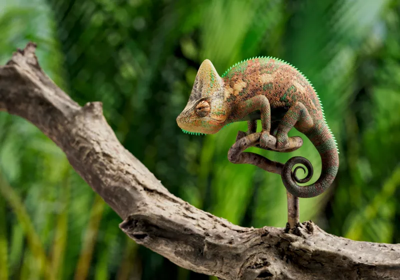 Tablou Canvas, "Cameleon odihnindu-se pe o creangă", Cameleon, Ramură, Verde, Textură, Natură, Piele, Ochi, Fundal, Frunze, Camuflaj, 100 x 70 cm – poza 2