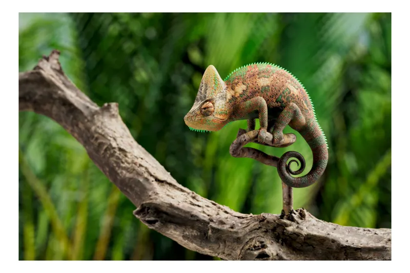 Tablou Canvas, "Cameleon odihnindu-se pe o creangă", Cameleon, Ramură, Verde, Textură, Natură, Piele, Ochi, Fundal, Frunze, Camuflaj, 70 x 50 cm