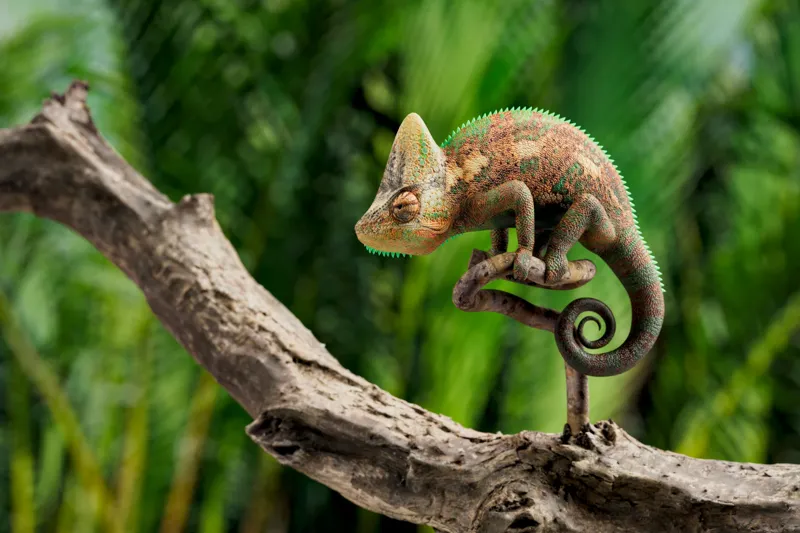 Tablou Canvas, "Cameleon odihnindu-se pe o creangă", Cameleon, Ramură, Verde, Textură, Natură, Piele, Ochi, Fundal, Frunze, Camuflaj, 150 x 100 cm – poza 2