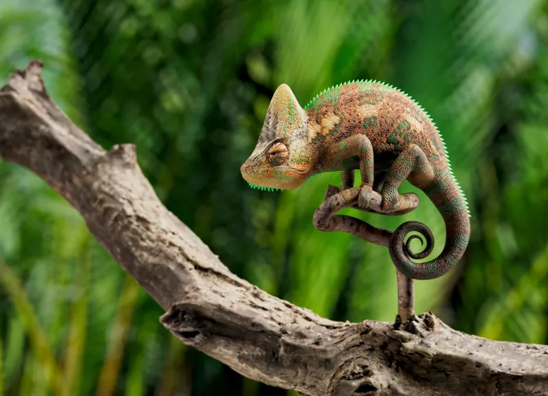 Tablou Canvas, "Cameleon odihnindu-se pe o creangă", Cameleon, Ramură, Verde, Textură, Natură, Piele, Ochi, Fundal, Frunze, Camuflaj, 54 x 39 cm – poza 2