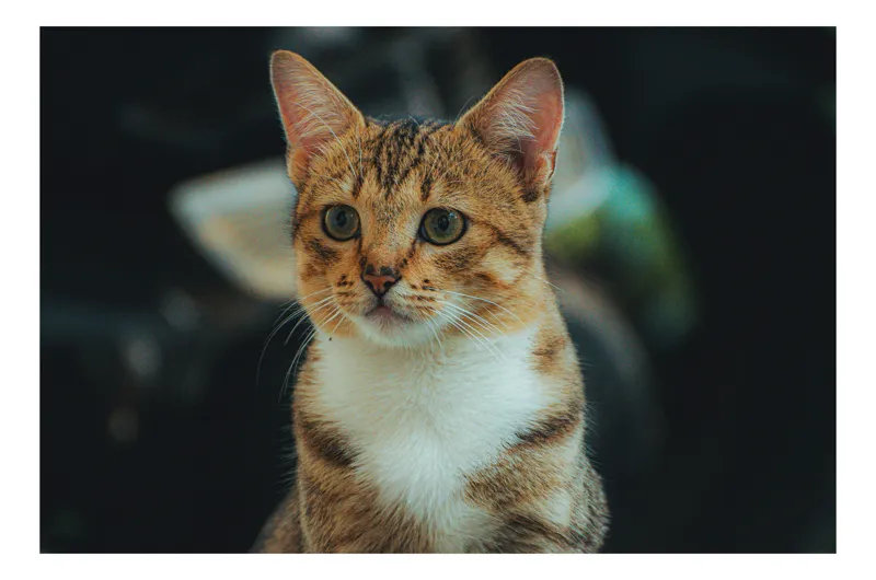 Tablou Canvas, "Pisică atentă în lumină difuză", Pisică, Tigrată, Jucăușă, Atentă, Blândă, 54 x 39 cm