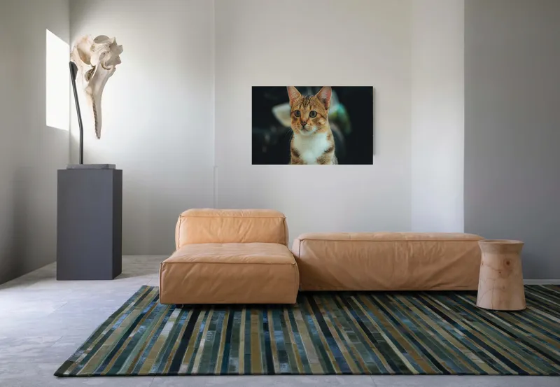 Tablou Canvas, "Pisică atentă în lumină difuză", Pisică, Tigrată, Jucăușă, Atentă, Blândă, 90 x 50 cm – poza 8