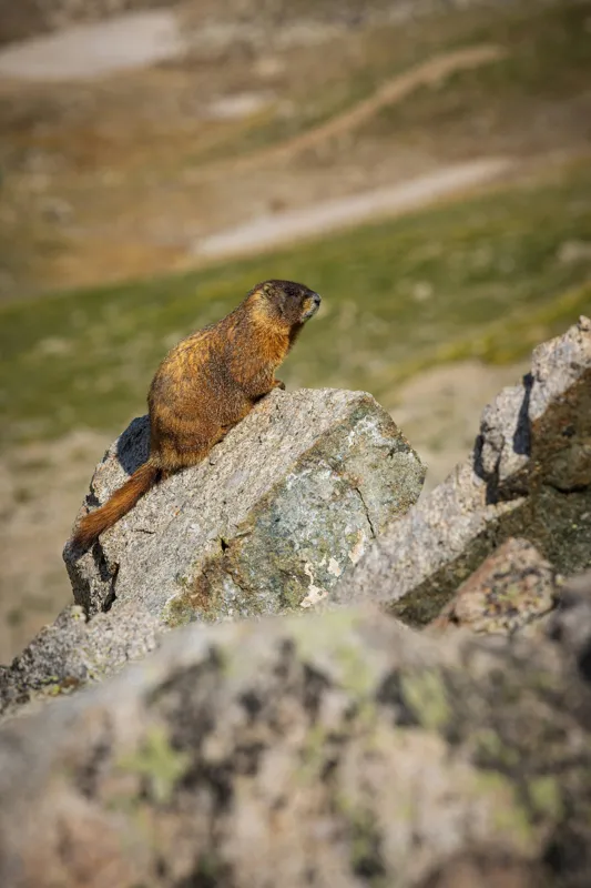 Tablou Canvas, "Marmota pe stânci sub soarele verii", Marmotă, Stâncă, Natură, Alpin, Cer, Verde, Maro, Izolare, Liniște, Serenitate, 100 x 150 cm – poza 2