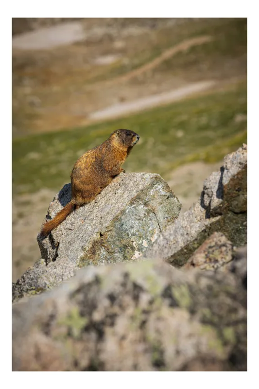 Tablou Canvas, "Marmota pe stânci sub soarele verii", Marmotă, Stâncă, Natură, Alpin, Cer, Verde, Maro, Izolare, Liniște, Serenitate, 39 x 54 cm