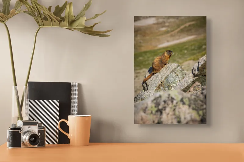 Tablou Canvas, "Marmota pe stânci sub soarele verii", Marmotă, Stâncă, Natură, Alpin, Cer, Verde, Maro, Izolare, Liniște, Serenitate, 26 x 39 cm – poza 3
