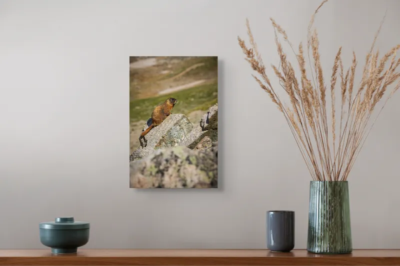 Tablou Canvas, "Marmota pe stânci sub soarele verii", Marmotă, Stâncă, Natură, Alpin, Cer, Verde, Maro, Izolare, Liniște, Serenitate, 26 x 39 cm – poza 5
