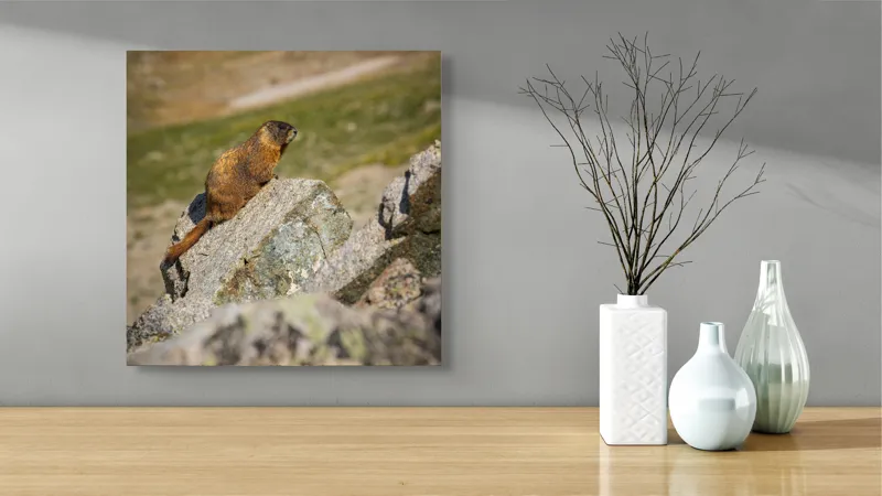 Tablou Canvas, "Marmota pe stânci sub soarele verii", Marmotă, Stâncă, Natură, Alpin, Cer, Verde, Maro, Izolare, Liniște, Serenitate, 50 x 50 cm – poza 3