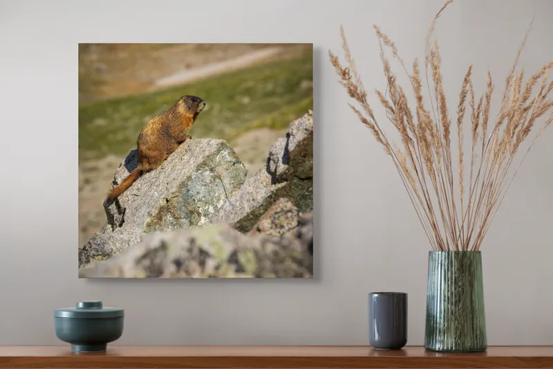 Tablou Canvas, "Marmota pe stânci sub soarele verii", Marmotă, Stâncă, Natură, Alpin, Cer, Verde, Maro, Izolare, Liniște, Serenitate, 50 x 50 cm – poza 4
