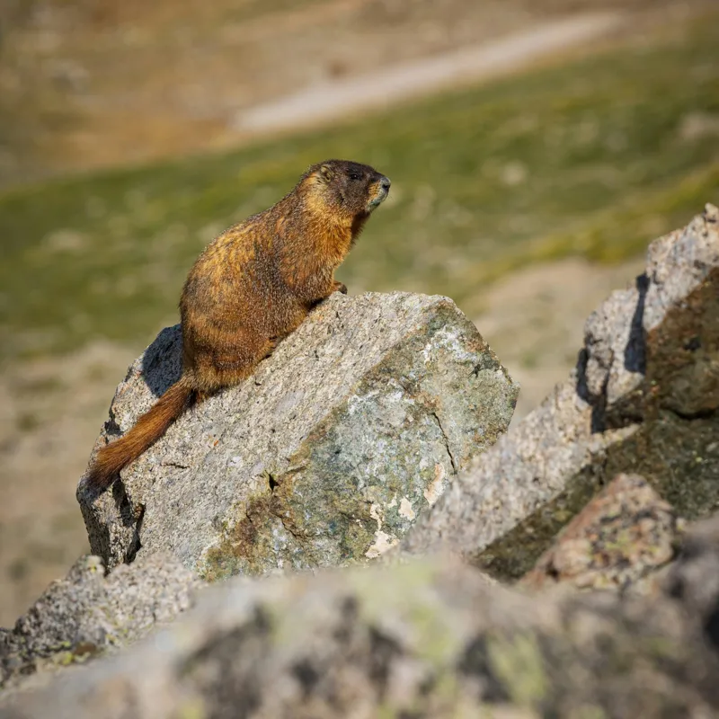 Tablou Canvas, "Marmota pe stânci sub soarele verii", Marmotă, Stâncă, Natură, Alpin, Cer, Verde, Maro, Izolare, Liniște, Serenitate, 50 x 50 cm – poza 2