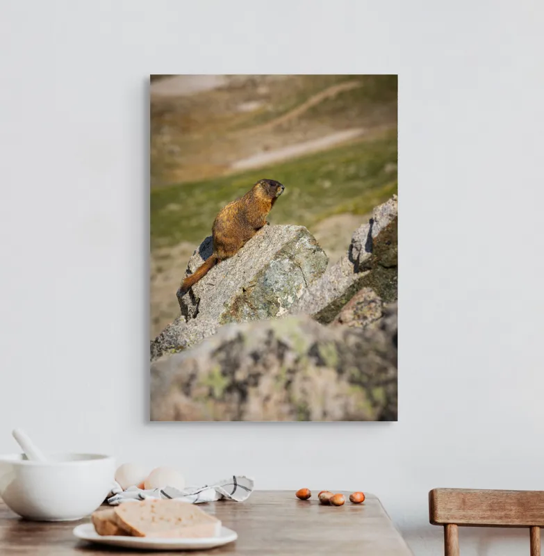 Tablou Canvas, "Marmota pe stânci sub soarele verii", Marmotă, Stâncă, Natură, Alpin, Cer, Verde, Maro, Izolare, Liniște, Serenitate, 50 x 70 cm – poza 3