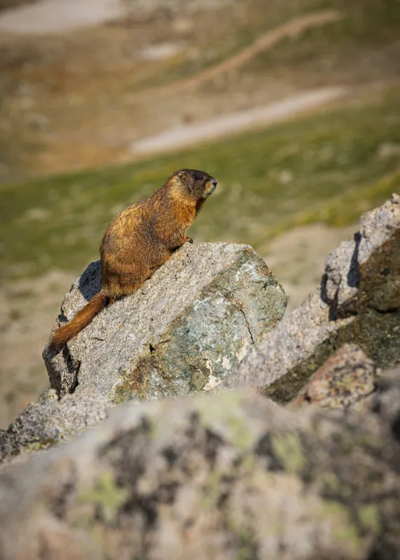 Tablou Canvas, "Marmota pe stânci sub soarele verii", Marmotă, Stâncă, Natură, Alpin, Cer, Verde, Maro, Izolare, Liniște, Serenitate, 50 x 70 cm – poza 2
