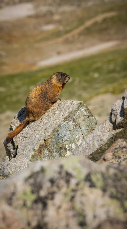 Tablou Canvas, "Marmota pe stânci sub soarele verii", Marmotă, Stâncă, Natură, Alpin, Cer, Verde, Maro, Izolare, Liniște, Serenitate, 50 x 90 cm – poza 2