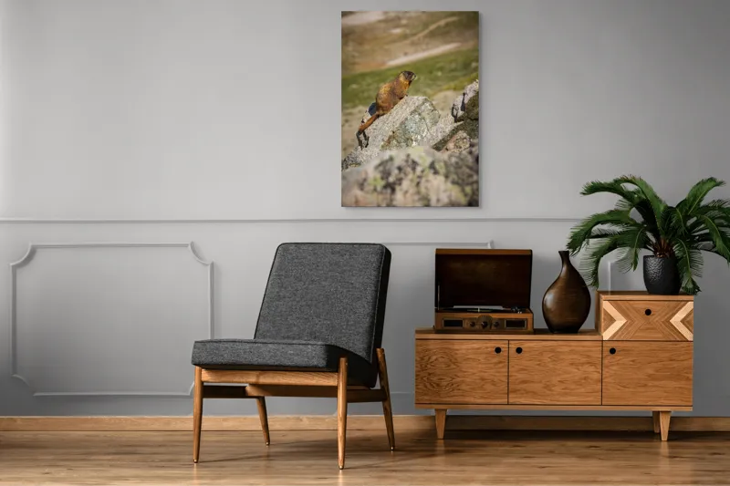 Tablou Canvas, "Marmota pe stânci sub soarele verii", Marmotă, Stâncă, Natură, Alpin, Cer, Verde, Maro, Izolare, Liniște, Serenitate, 70 x 100 cm – poza 6