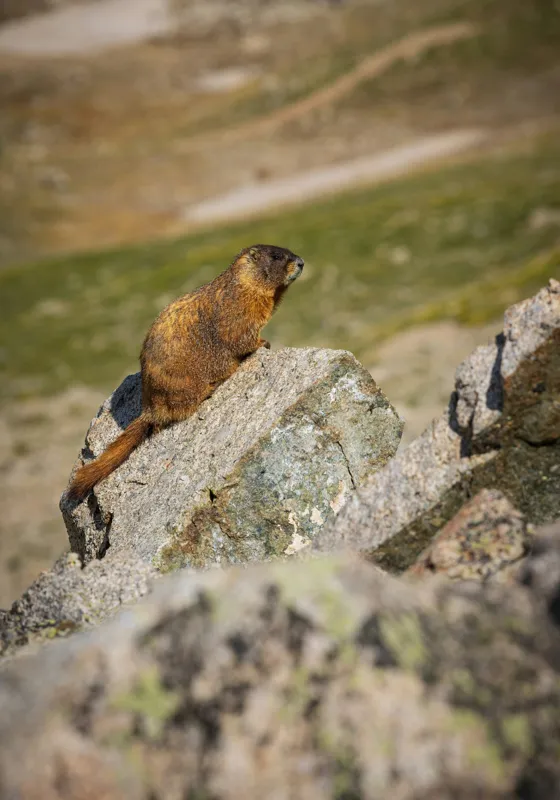 Tablou Canvas, "Marmota pe stânci sub soarele verii", Marmotă, Stâncă, Natură, Alpin, Cer, Verde, Maro, Izolare, Liniște, Serenitate, 70 x 100 cm – poza 2