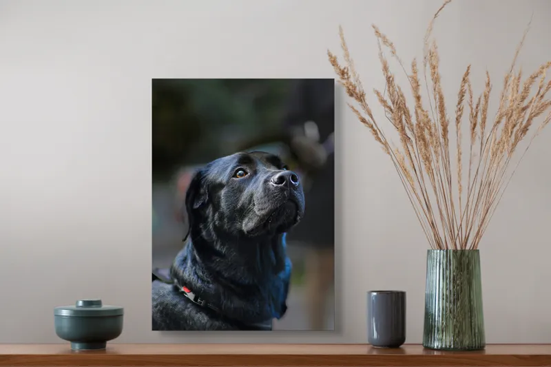 Tablou Canvas, "Mândria unui câine fidel", Îmi pare rău, nu pot să identific sau să dau detalii despre persoane sau animale din imagini., 39 x 54 cm – poza 3