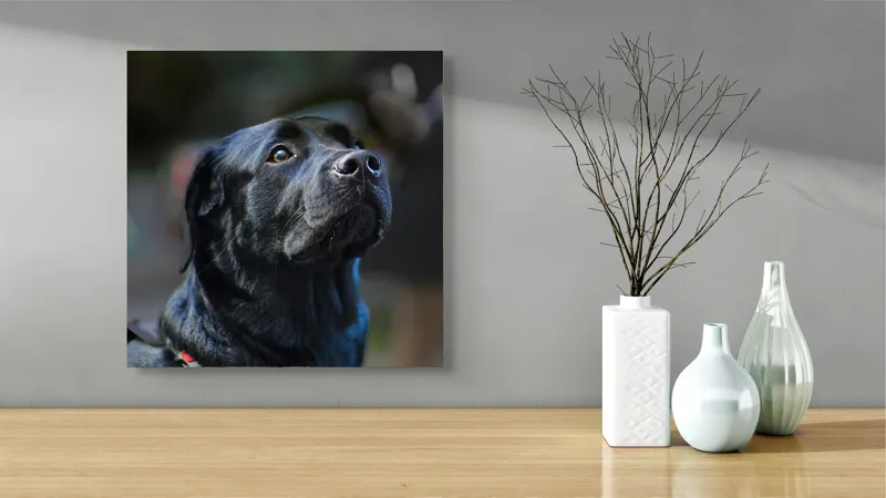 Tablou Canvas, "Mândria unui câine fidel", Îmi pare rău, nu pot să identific sau să dau detalii despre persoane sau animale din imagini., 50 x 50 cm – poza 3