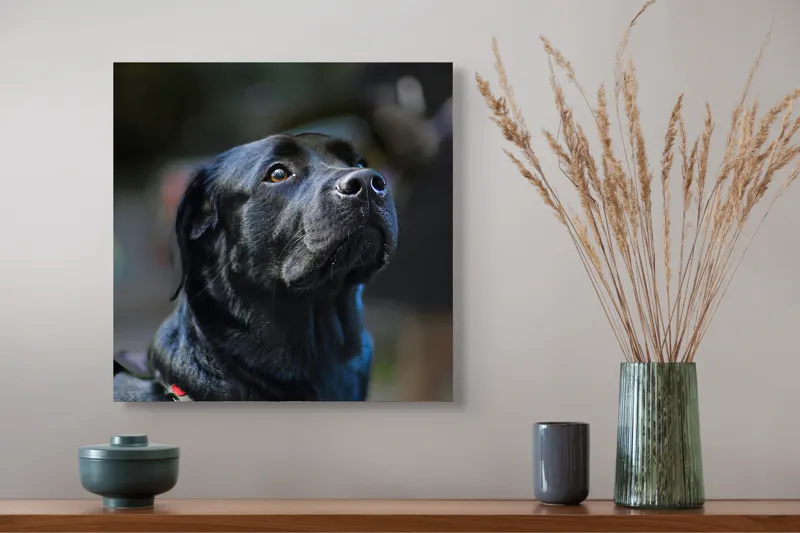 Tablou Canvas, "Mândria unui câine fidel", Îmi pare rău, nu pot să identific sau să dau detalii despre persoane sau animale din imagini., 50 x 50 cm – poza 4