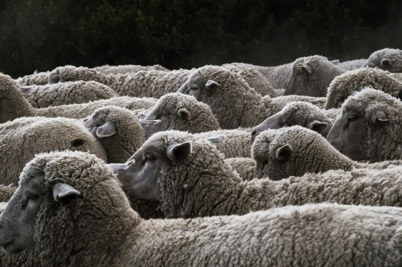 Tablou Canvas, "Turma de oi în amurg", Lână, Oi, Mulțime, Țesătură, Blană, Camp, Natură, Peisaj, Rânduri, Nori, Stațiune, Animale, Liniște, 150 x 100 cm – poza 2