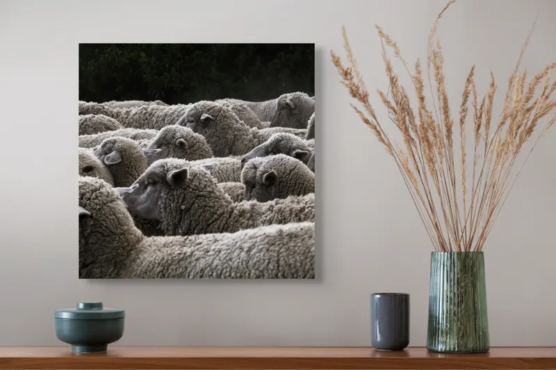 Tablou Canvas, "Turma de oi în amurg", Lână, Oi, Mulțime, Țesătură, Blană, Camp, Natură, Peisaj, Rânduri, Nori, Stațiune, Animale, Liniște, 50 x 50 cm – poza 4
