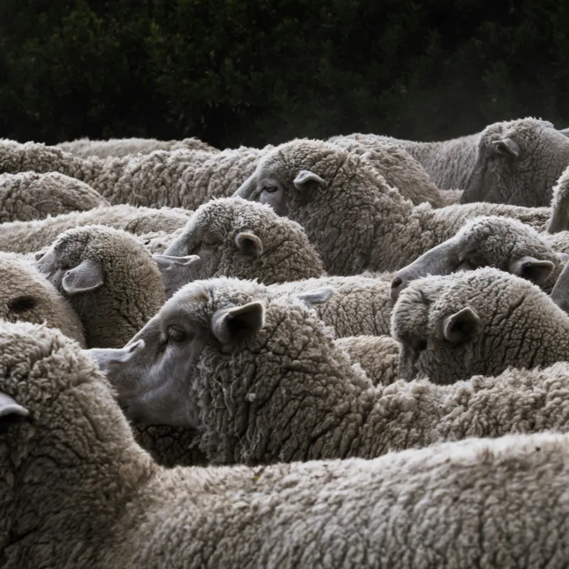 Tablou Canvas, "Turma de oi în amurg", Lână, Oi, Mulțime, Țesătură, Blană, Camp, Natură, Peisaj, Rânduri, Nori, Stațiune, Animale, Liniște, 50 x 50 cm – poza 2