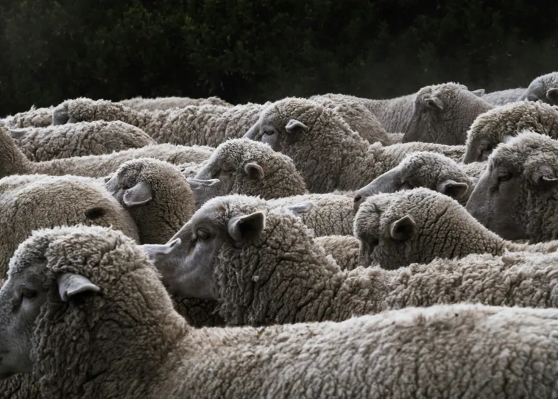 Tablou Canvas, "Turma de oi în amurg", Lână, Oi, Mulțime, Țesătură, Blană, Camp, Natură, Peisaj, Rânduri, Nori, Stațiune, Animale, Liniște, 70 x 50 cm – poza 2