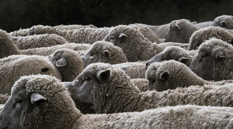Tablou Canvas, "Turma de oi în amurg", Lână, Oi, Mulțime, Țesătură, Blană, Camp, Natură, Peisaj, Rânduri, Nori, Stațiune, Animale, Liniște, 90 x 50 cm – poza 2