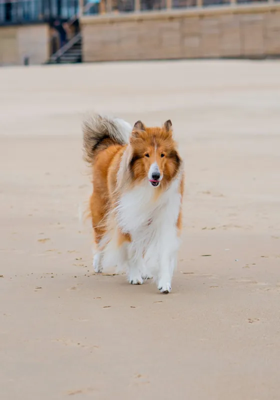 Tablou Canvas, "Câine alergând liber pe plajă", Câine, Nisip, Blană, Mare, Plajă, Mișcare, Relaxare, Bucle, Cozi, Fericire, 70 x 100 cm – poza 2